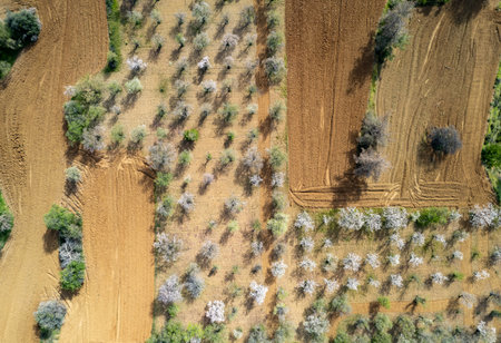 Drone aerial of Almond blooming and olive trees in the farmland field. Spring in nature outdoor.の写真素材