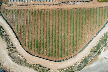 Aerial drone view of greenhouses in a row, covered with a transparent film of growing vegetables and...