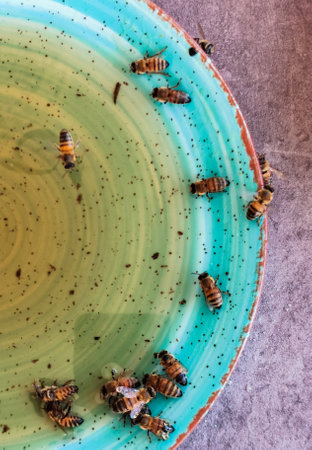 Group of bees in a plate drinking sweet honey syrup.の写真素材