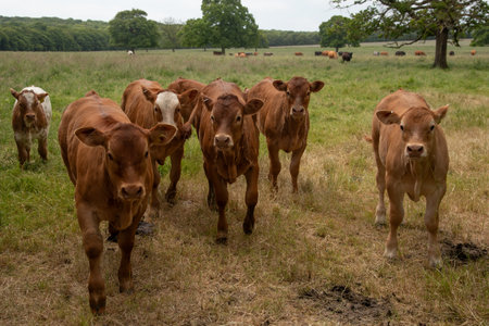 Cow domestic animals in a farmland outdoor.の写真素材