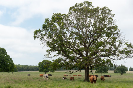 Cow domestic animals grazing in british grassland outdoors.の写真素材