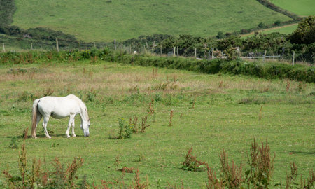 White Horse animal feeding outdoor in a grassland. Domestic mammal animalsの写真素材