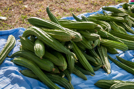 Fresh green vegetables in a food farmers marketの写真素材