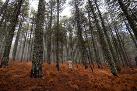 Young woman in warm clothing standing in the forest in winter. Troodos mountains Cyprusの写真素材