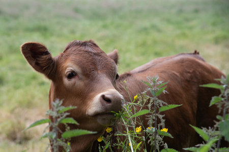 Cow domestic animals in a farmland outdoor. England United Kingdom