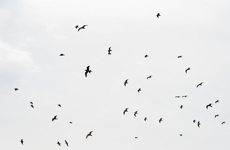 Group of seagull birds fly in the sky. Freedom concept. Fly away.の写真素材