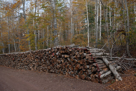 Log spruce trunks pile. Sawn timber trees from the forest. Logging timber wood industry. Cut trees along a rural roadの写真素材