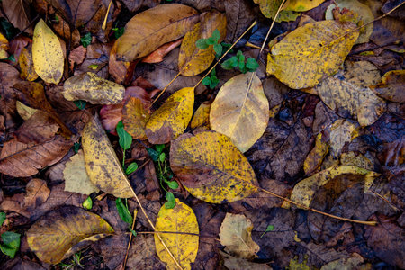 Yellow maple autumn leaves foliage in the ground. Nature background. Fall season