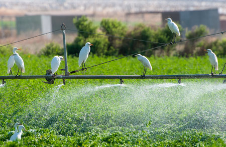 Cattle egret birds resting and flying in agricultural field during wateringの写真素材