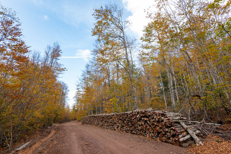 Log spruce trunks pile. Sawn timber trees from the forest. Logging timber wood industry. Cut trees...
