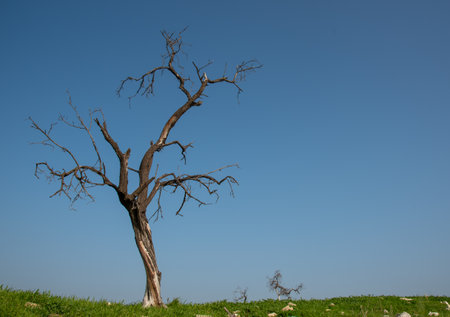 Lonely dry leafless tree in the green meadow standing blue sky. Copy paste. Environmental concept