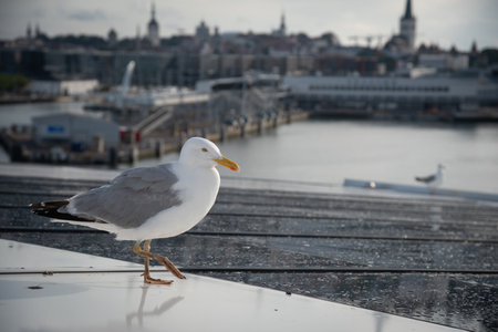 Seagull walking on ferry deck with cityscape backgroundの写真素材