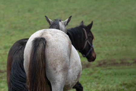 Two horses grazing in green pasture on overcast dayの写真素材