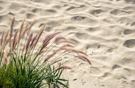 Ornamental fountain beach grass growing on windswept sand with human footprints in the backgroundの写真素材