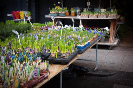 Hyacinth bulbs and other potted plants displayed on tables at an outdoor flower market, ready for saleの写真素材