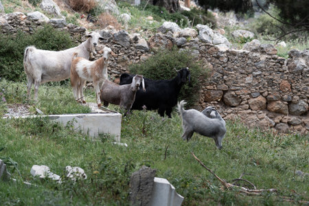 Goats grazing in a cemetery with scattered and broken tombstonesの写真素材