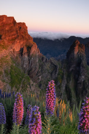 Colorful pride of madeira flowers blooming during a scenic sunset with mountain view in madeira...