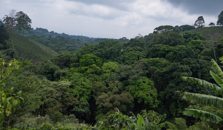 Lush green landscape with dense foliage and distant hills on a cloudy day in a tropical region