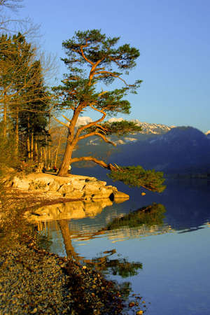 Alpine mountain lake with pine tree, vibrant collorsの写真素材