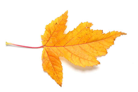 Yellow autumn leavesの写真素材