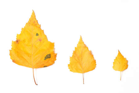 Yellow autumn leaves