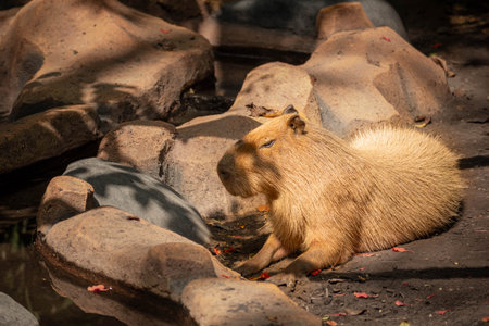 a capybara is relaxing near the rocks with warm lookの写真素材