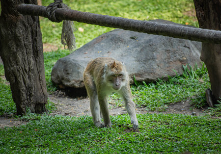 a monkey is walking on the green grass nearby big rockの写真素材