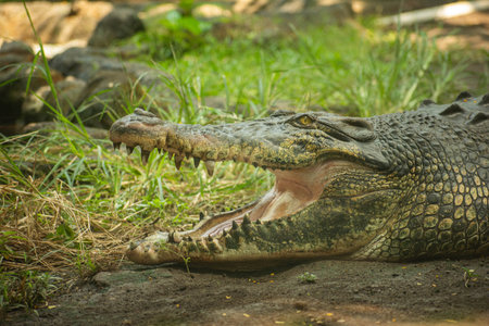 A big crocodile is still, there is green grass or plant nearbyの写真素材