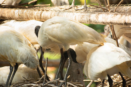 a group of ibis birds perched casually, there is a natural background and green trees and plant...