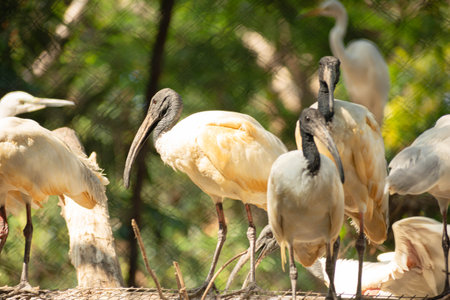 a group of ibis birds perched casually, there is a natural background and green trees and plant behindの写真素材