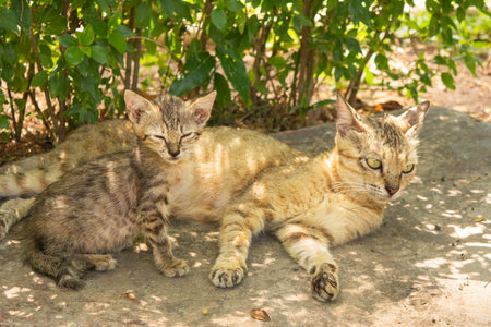 A serene moment with a mother cat and her kittens resting peacefully beside a lush green plant, capturing warmth and natural comfort in a cozy setting.の写真素材