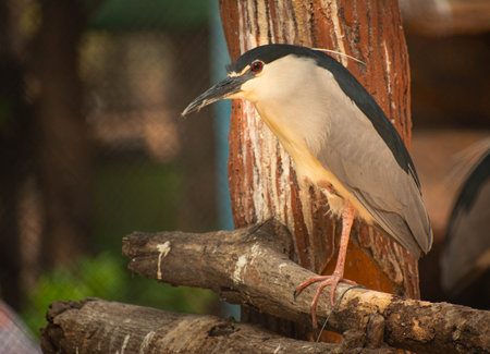 black-crowned night bird perched on a tree branch alone, there are trees and natural decorationsの写真素材