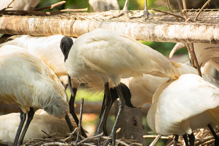 a group of ibis birds perched casually, there is a natural background and green trees and plant behindの写真素材