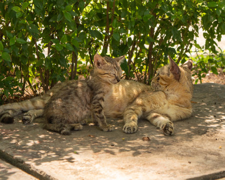 A serene moment with a mother cat and her kittens resting peacefully beside a lush green plant, capturing warmth and natural comfort in a cozy setting.の写真素材