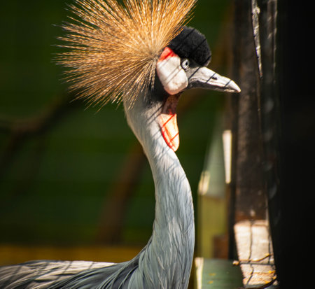 Gray crowned crane looking to the side with bokeh or blurry backgroundの写真素材