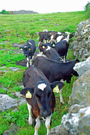 Cows Waiting For Feedの写真素材