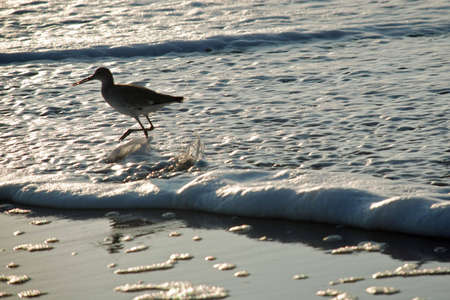 Bird At The Beachの写真素材