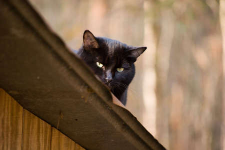 Cat On A Hot Tin Roofの写真素材