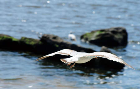 Seagull In Full Flightの写真素材