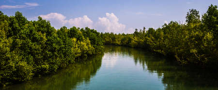 Mangrove forest besides a tranquil lakeの写真素材