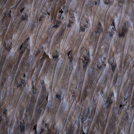 Dried fish being sold in an Asian market.の写真素材