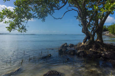 Summertime on a shallow shaded tropic shorelineの写真素材