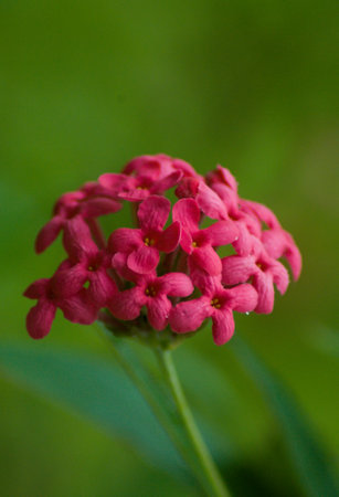 The red santan (jungle geranium)の写真素材