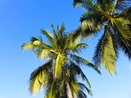 beach with coconut palm trees