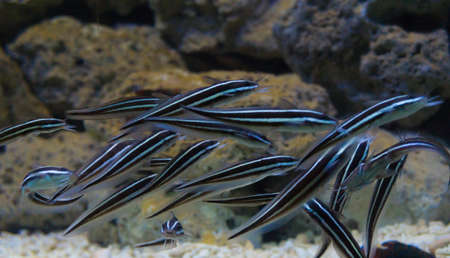 Group of salt water cleaner fishの写真素材