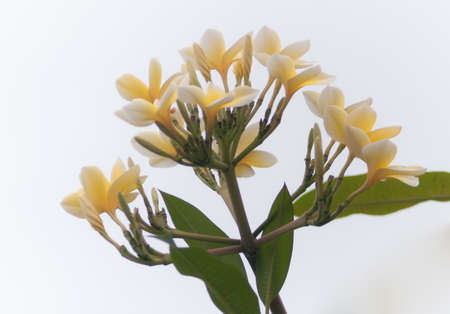 White wildflowers in white backgroundの写真素材