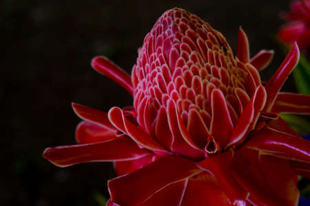 Red wildflower from the highlandの写真素材