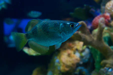 Saltwater fish in an aquarium