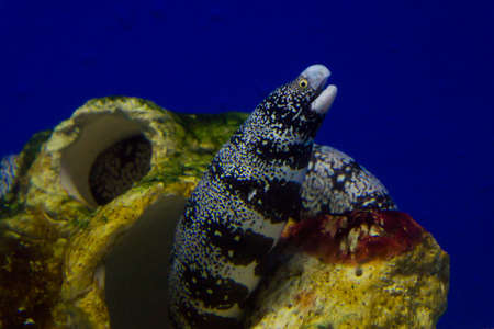 Stripped colored Moray eel