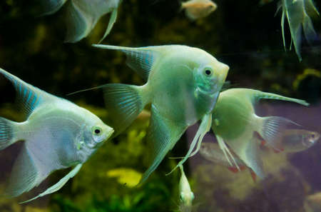 Group of white Angel Fishの写真素材